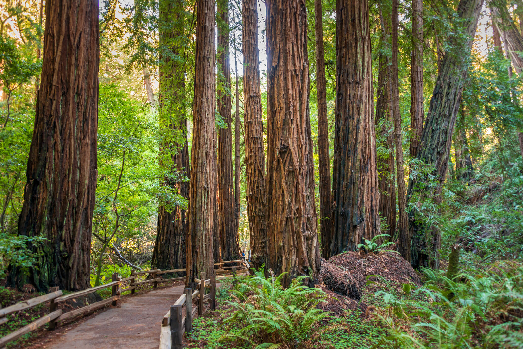 A wooden walking trail winds through Muir Woods National Monument in California.